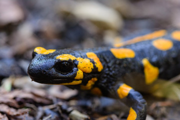 Macro Portrait of common fire salamander on the Ground in its habitat head close up. Inhabit the forest at the foot of the mountain Gamsknogel near Adlgaß, Inzell.