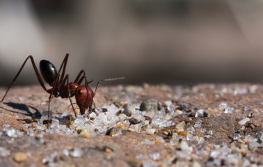 Portrait of an eating ant. Macro. Sitting on a Stone.