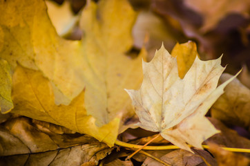 Yellow autumn leaves of deciduous trees-background