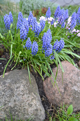 The gimmick onions are bungled (Muscari botryoides (L.) in the framing of stones on an alpine slide