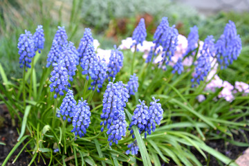 Blue flowers of gimmick onions are bungled (Muscari botryoides (L.)