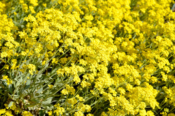 Flowering Alissum (Burachok, Gmelina) Mountain (Alyssum montanum L., Alyssum gmelinii)