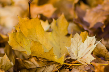 Naklejka na ściany i meble Yellow autumn leaves of deciduous trees-background