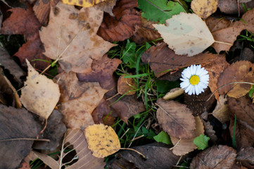 last flower