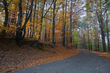 Empty Country Road Through Autumn