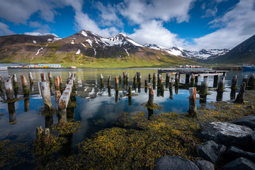 Destroyed wooden piles in the Siglufjörður bay
