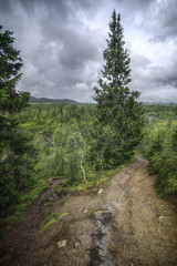 Obraz premium Parting of ways near Gaustafallet waterfall in Jamtland, Sweden