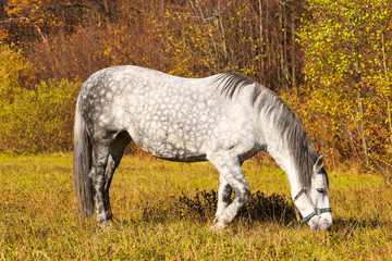 Side view of the a white horse grazing in a field