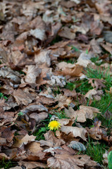 autumn flower