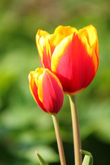 Tulpe gelb/rot #3