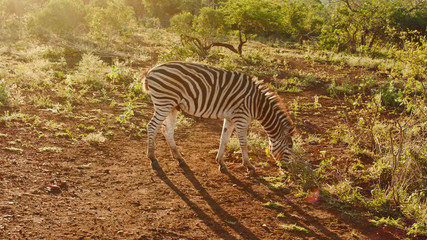 Fototapeta na wymiar Wild zebras while on safari in South African nature reserve