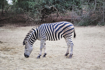 Obraz na płótnie Canvas Wild zebras while on safari in South African nature reserve