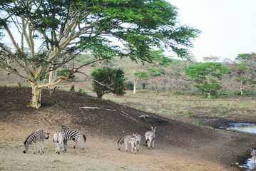Wild zebras while on safari in South African nature reserve