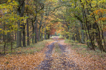 Leśna droga jesienią. © boguslavus