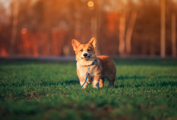 Naklejka na ściany i meble portrait of a ginger puppy dog Corgi stands on the green grass on a Sunny spring day in a meadow in the village and cute smiling