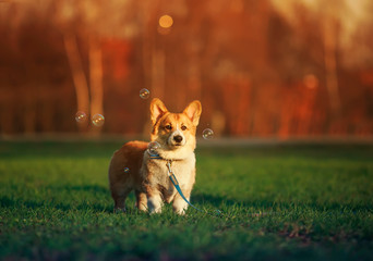 portrait of a ginger puppy dog Corgi stands on the green grass on a Sunny spring day in a meadow in the village and cute smiling