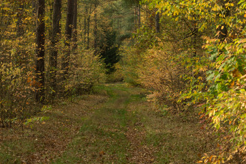 Leśna droga jesienią. © boguslavus