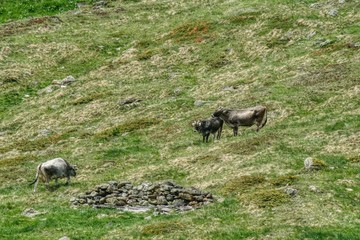 three gray North Tyrolean cows while grazing on a meadow. In June, alpine meadows have a lot of old dried grass, in addition to fresh grass, unpolluted alpine halls provide tasty meat and milk