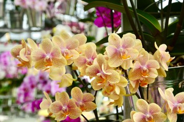 pink and yellow orchids in Keukenhof