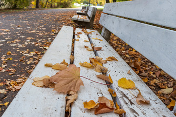 Bench at the park with autumn leaves on it in South Park