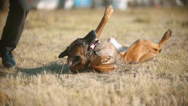 A german shepherd dog rolling over led by a trainer