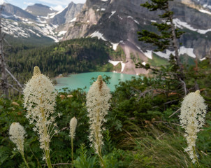 Beargrass Grows Above Grinnell Lake