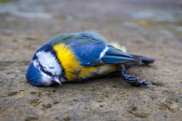 Dead titmouse on the street