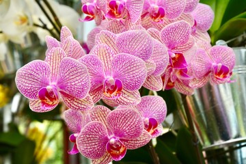 Fototapeta na wymiar pink orchids in Keukenhof
