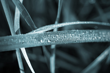 Water drops on the grass, background, macro