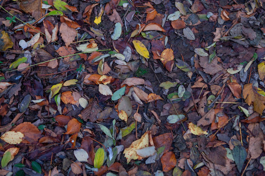 gruppo di foglie morte di vario genere cadute a terra in autunno