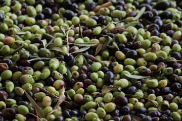 Harvested fresh olives in the hands of farmer, Crete, Greece.