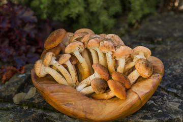 On the wooden bowl of fresh mushrooms
