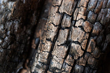 texture of a burnt tree closeup.