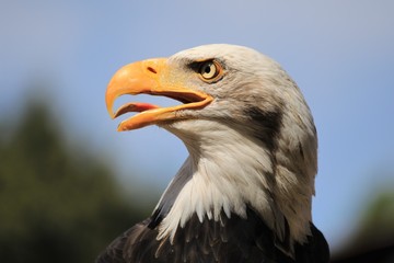 Adler Portrait