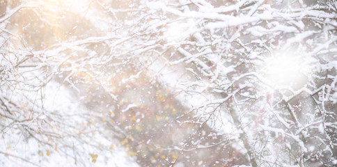 Fototapeta premium Winter Park. Landscape in snowy weather. January.