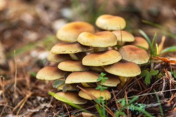 Group of beautiful mushrooms fungi, honey agarics kuehneromyces mutabilis in wild summer forest .