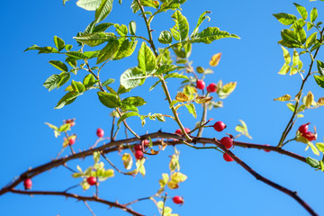 branches with red rosa canina on clear blue sky