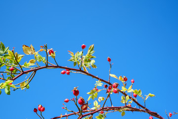 branches with red rosa canina on clear blue sky
