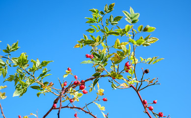 branches with red rosa canina on clear blue sky