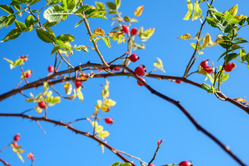 branches with red rosa canina on clear blue sky