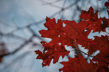 red maple leaves on a background of blue sky