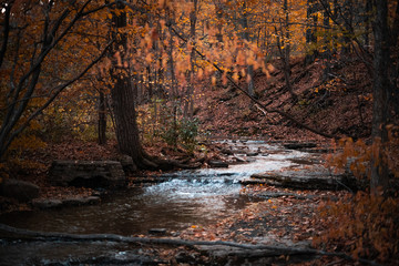 autumn in the forest