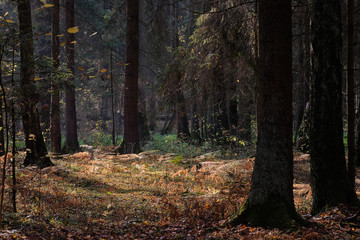 Autumnal coniferous tree stand with ferns