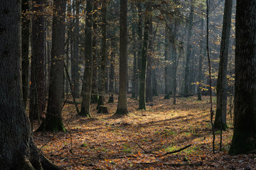 Autumnal mixed tree stand with old trees in sunlight