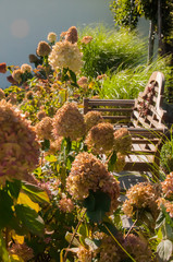 Hortensje bukietowe kwitnąw ogrodzie © Beenis