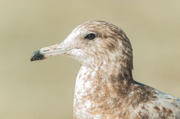 Young Seagull bird.