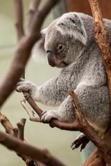 A portrait of a koala bear sitting in a tree resting and tring to take a nap. It could not so it was looking around.