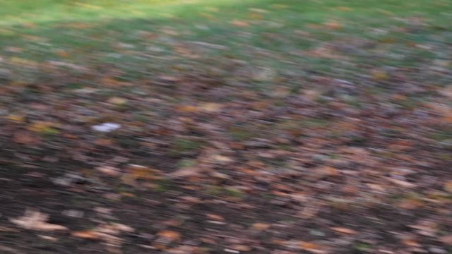 Grey Squirrels playing in Autumn and Fall, Foraging squirrels get chased by dogs and climb trees, Victoria Park, London