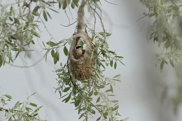 bird nest on a branch