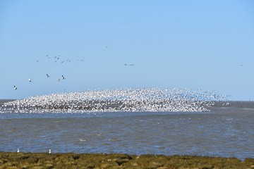 A view of hundreds of Snow Geese taking off from the shallow.   Richmond BC Canada